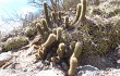 Anteprima di Echinopsis huascha