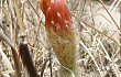 Vista previa de Echinopsis huascha