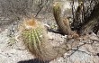 Anteprima di Echinopsis huascha