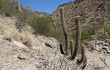 Anteprima di Echinopsis huascha