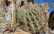 Anteprima di Echinopsis kieslingii