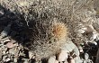 Anteprima di Echinopsis lateritia