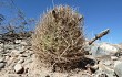 Anteprima di Echinopsis lateritia