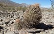 Anteprima di Echinopsis lateritia