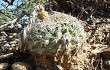 Preview photo Echinopsis mamillosa