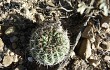 Anteprima di Echinopsis mamillosa