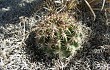 Anteprima di Echinopsis mamillosa