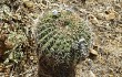 Preview photo Echinopsis mamillosa