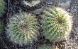 Preview photo Echinopsis mamillosa