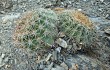 Preview photo Echinopsis mamillosa