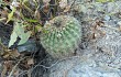 Preview photo Echinopsis mamillosa