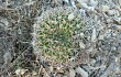 Anteprima di Echinopsis mamillosa