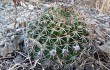 Preview photo Echinopsis mamillosa