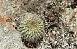 Preview photo Echinopsis mamillosa