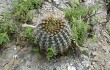 Anteprima di Echinopsis mamillosa
