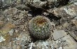 Preview photo Echinopsis mamillosa