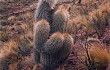 Anteprima di Echinopsis tarijensis