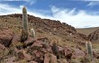 Anteprima di Echinopsis tarijensis