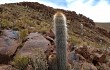 Anteprima di Echinopsis tarijensis