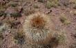 Anteprima di Echinopsis tarijensis