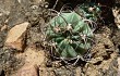 Preview photo Echinopsis obrepanda