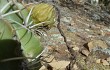 Preview photo Echinopsis obrepanda