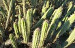 Vista previa de Echinopsis quadratiumbonata