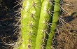 Vista previa de Echinopsis quadratiumbonata