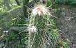 Vista previa de Echinopsis quadratiumbonata