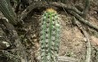 Anteprima di Echinopsis quadratiumbonata