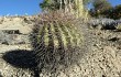 Preview photo Echinopsis randallii