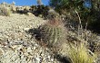 Anteprima di Echinopsis randallii