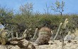 Preview photo Echinopsis randallii