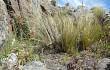 Vista previa de Echinopsis stilowiana