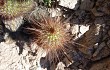 Preview photo Echinopsis strigosa