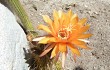 Preview photo Echinopsis strigosa