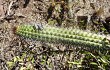 Preview photo Echinopsis thelegona