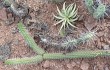 Preview photo Echinopsis thelegona