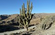 Preview photo Echinopsis werdermanniana