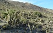 Preview photo Echinopsis werdermanniana