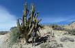 Vista previa de Echinopsis werdermanniana