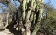 Preview photo Echinopsis werdermanniana