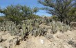 Anteprima di Corryocactus tarijensis