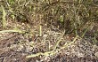 Vista previa de Cereus euchlorus