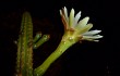 Vista previa de Cereus euchlorus