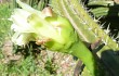 Preview photo Cereus euchlorus