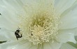 Preview photo Cereus euchlorus