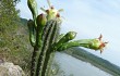 Preview photo Cereus euchlorus
