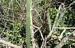 Vista previa de Cereus saxicola
