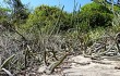 Anteprima di Cereus saxicola